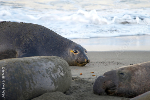Fototapeta Naklejka Na Ścianę i Meble -  Female elephant seal arriving on a beach. They give birth, Pups nurse about four weeks are weaned abruptly then abandoned by their mother