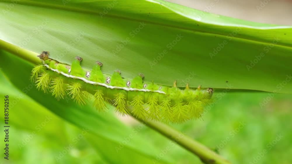 A green Io moth caterpillar, Automeris io, on a leaf, Panama, Central America, 50fps.