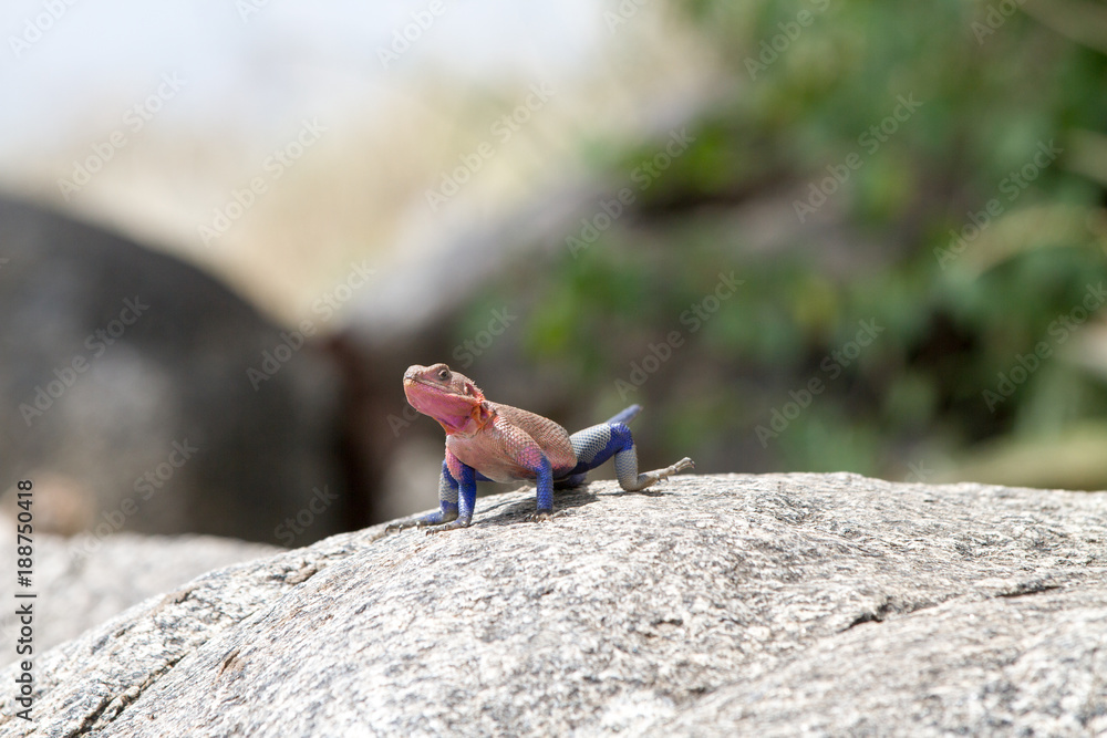 Male Mwanza flat-headed rock agama (Agama mwanzae) or the Spider-Man agama in the family Agamidae, with bright red or violet head, neck, and shoulders and dark blue body in Serengeti, Tanzania Male Mwanza flat-headed rock agama (Agama mwanzae) or the Spider-Man agama in the family Agamidae, with bright red or violet head, neck, and shoulders and dark blue body in Serengeti, Tanzania