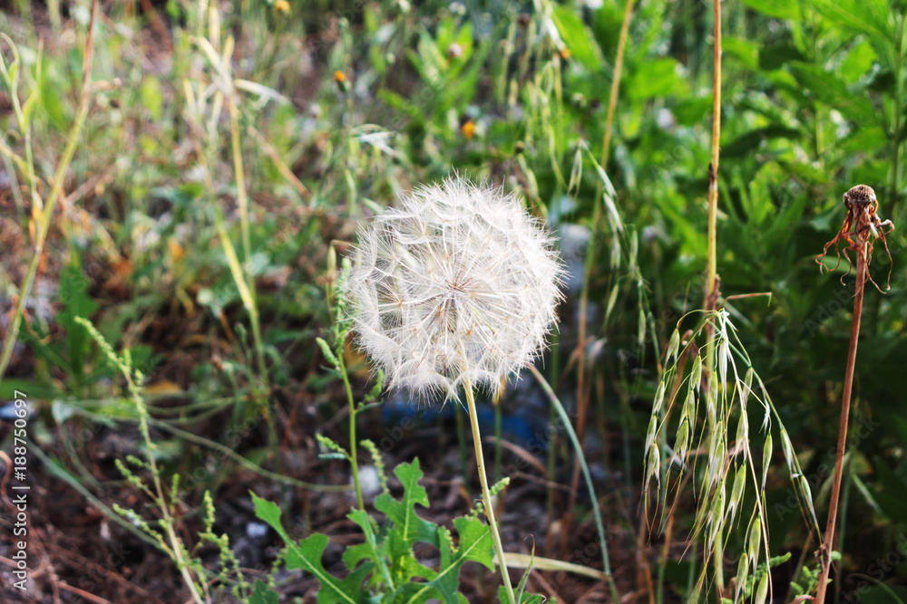 Dandelion in the grass Dandelion in the grass