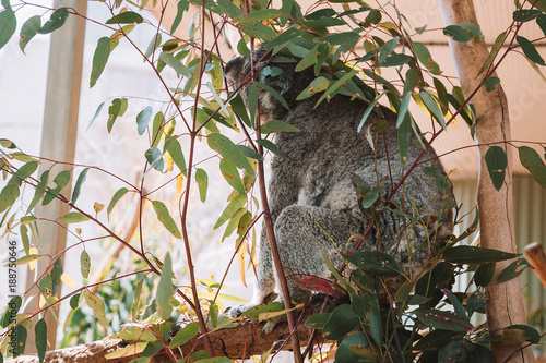 Canvas Print Cute koalas playing on the tree in Australia.