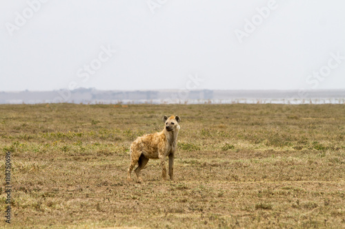The spotted hyena  Crocuta crocuta   also known as the laughing hyena is a species of hyenas or hyaenas feliform carnivoran mammals of the family Hyaenidae in Serengeti ecosystem  Tanzania