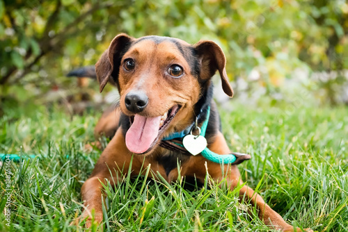 A little brown dog wearing a leash sitting outside on the grass smilling.
