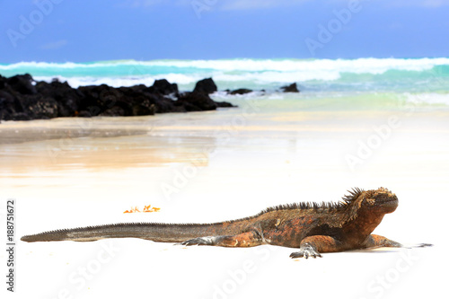 Iguane marin des Galapagos © brunohbh44