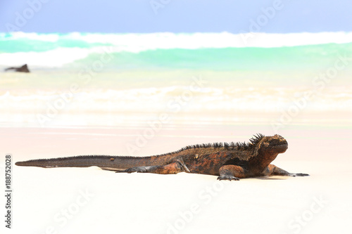 Iguane marin des Galapagos © brunohbh44