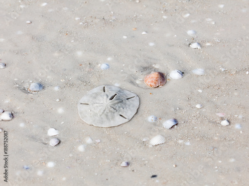 Sand dollar on sand under water, Sanibel Island, Florida, USA photo