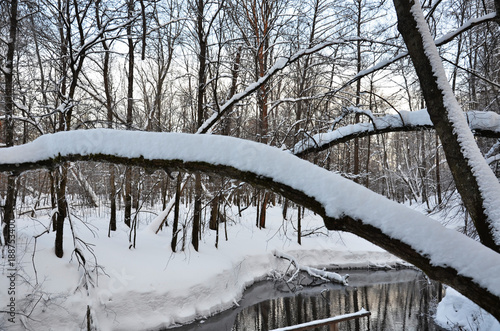 Winter forest wild river landscape photo