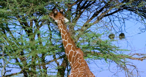 Reticulated Giraffe Grazing; Samburu 13 October 16; Samburu, Kenya, Africa