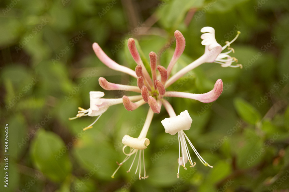 Fototapeta premium A flower close-up