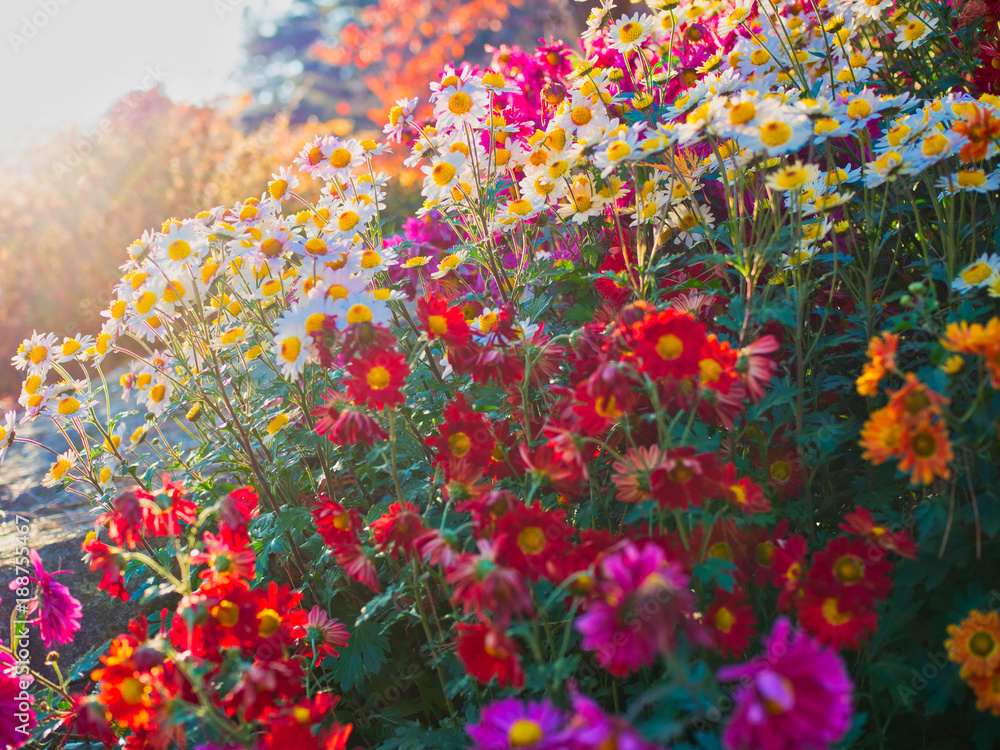 Obraz kwiaty w ogrodzie spokoju rano