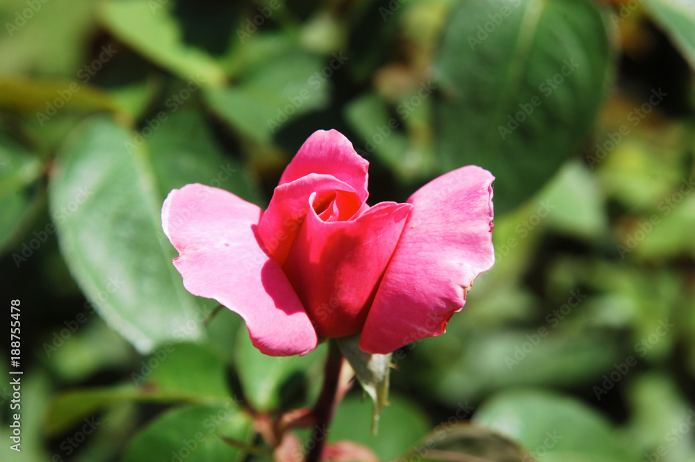 fleur rose 1