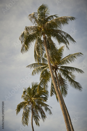 Palm Tree, Railay Beach, Thailand
