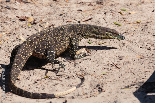 Goanna around the beach in Bribie Island  Brisbane  QLD  Australia