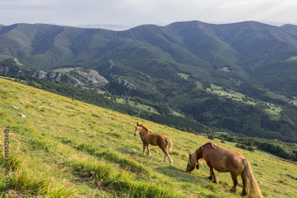 Horses in the Aloña mountain
