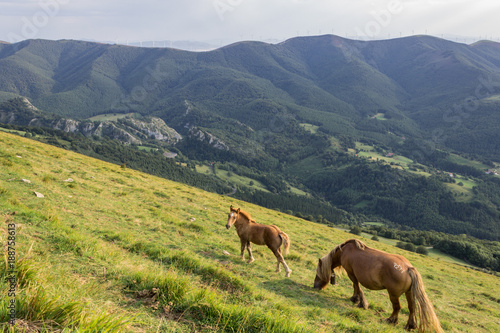 Horses in the Aloña mountain © julen
