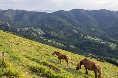 Horses in the Alo  a mountain