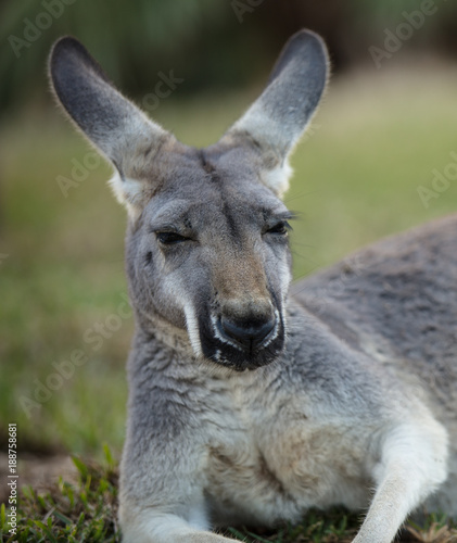 female red kangaroo close up