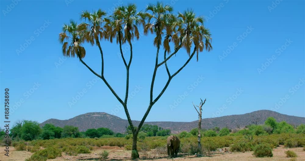 African Forest Elephant & Olive Baboons; Samburu 14 October 2016 Pm; Samburu, Kenya, Africa African Forest Elephant & Olive Baboons; Samburu 14 October 2016 Pm; Samburu, Kenya, Africa