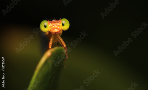 Small red dragonfly