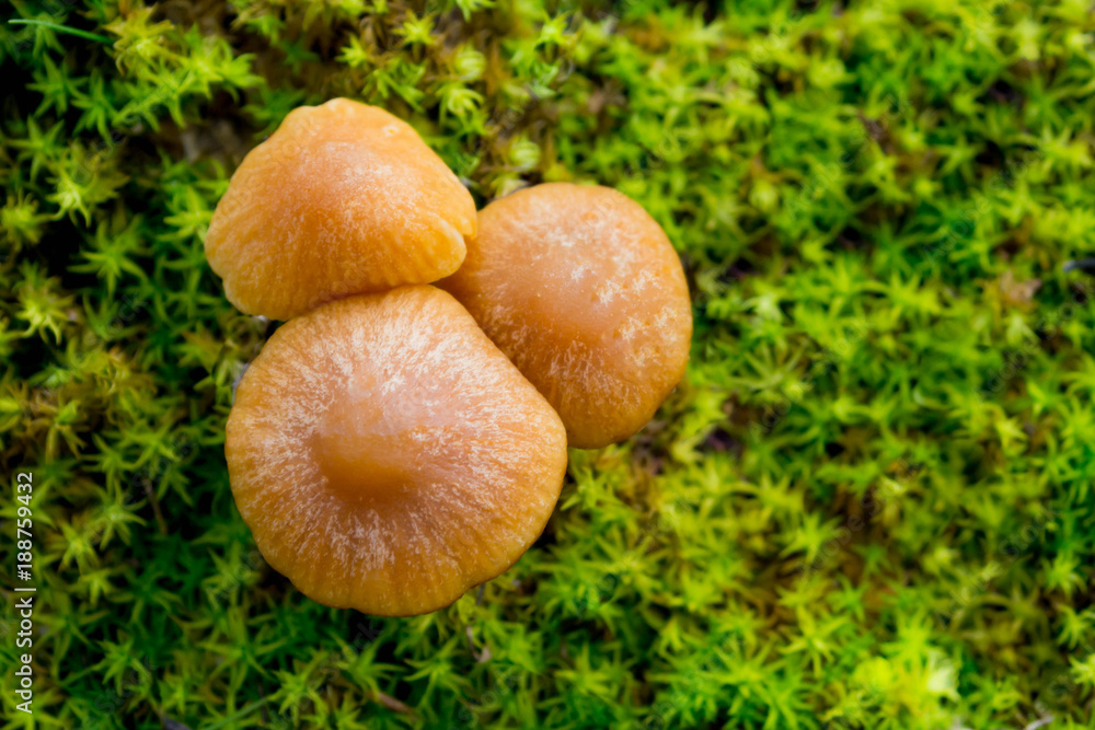 Forest mushrooms 2 Forest mushrooms 2
