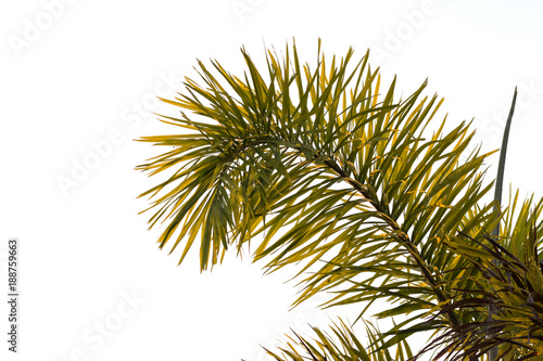 Close-up of group of palm leaves during the day.