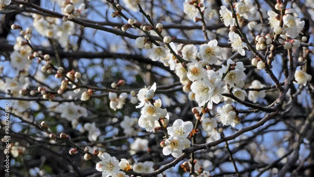 風に揺れる梅の枝 風に揺れる梅の枝