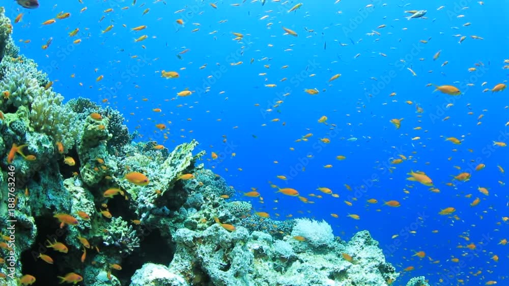 Underwater coral reef with fish in the Red Sea Underwater coral reef with fish in the Red Sea