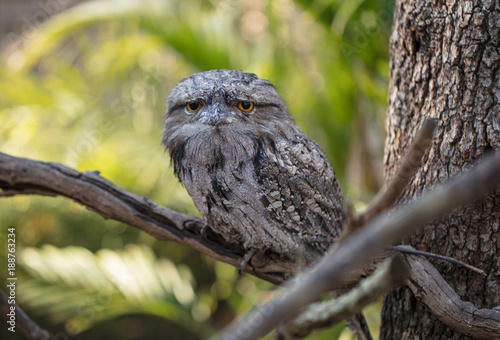 tawny frogmouth perched on a limb looking at you intently photo