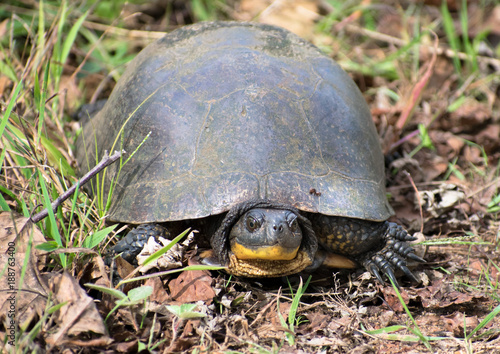 Isolated Blanding's Turtle