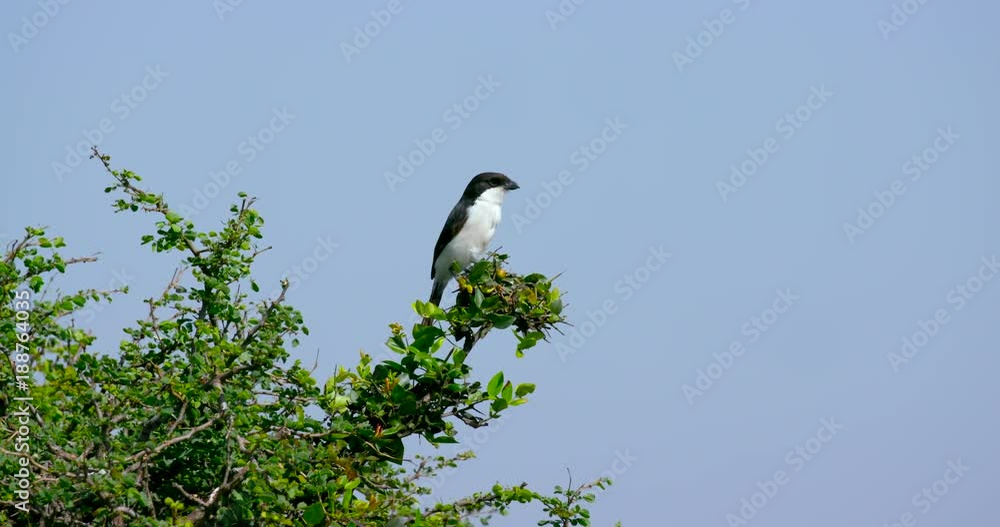 Common Fiscal Shrike On Tree; Nairobi National Park; Nairobi, Kenya, Africa Common Fiscal Shrike On Tree; Nairobi National Park; Nairobi, Kenya, Africa