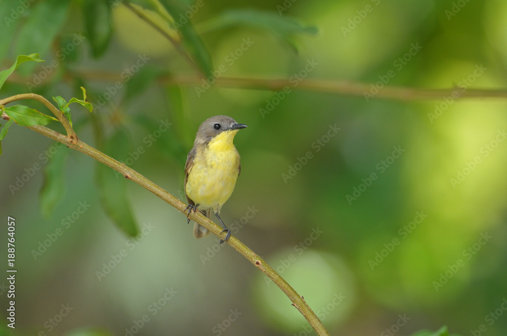 Obraz premium Golden-bellied Gerygone, Small lovely bird
