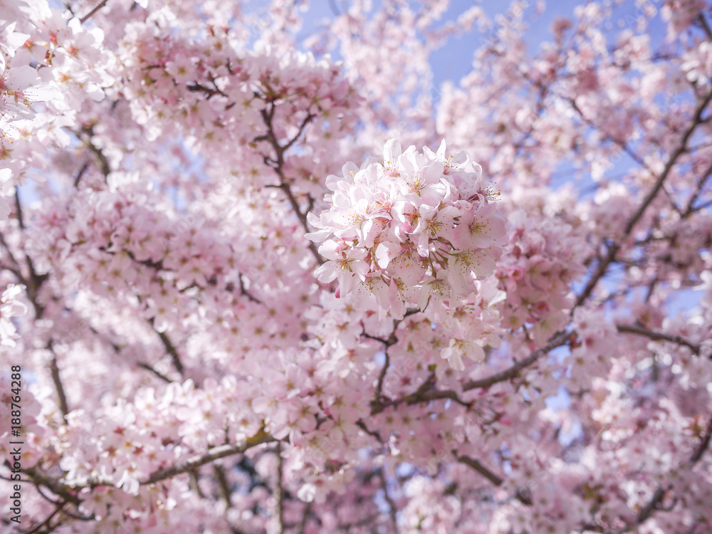 Close up of fresh pink cherry blossoms on branches against blue sky. Background texture of beautiful cherry tree in full bloom.