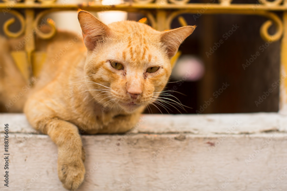 Redhead outdoor cat lying by the iron fence.