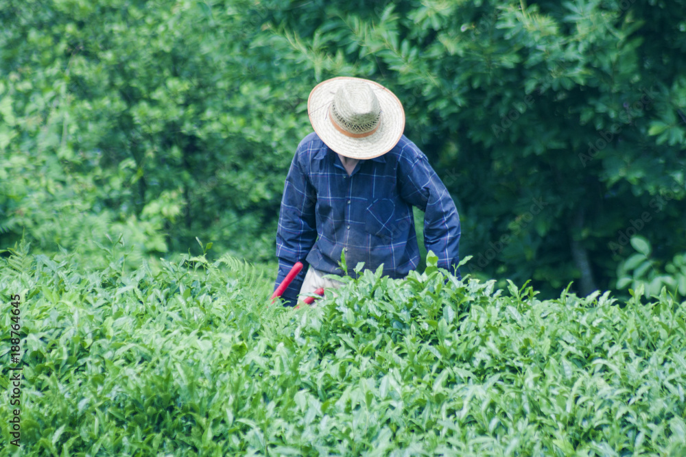 Tea Farmer