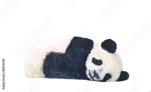 watercolor panda sleep isolated on white background