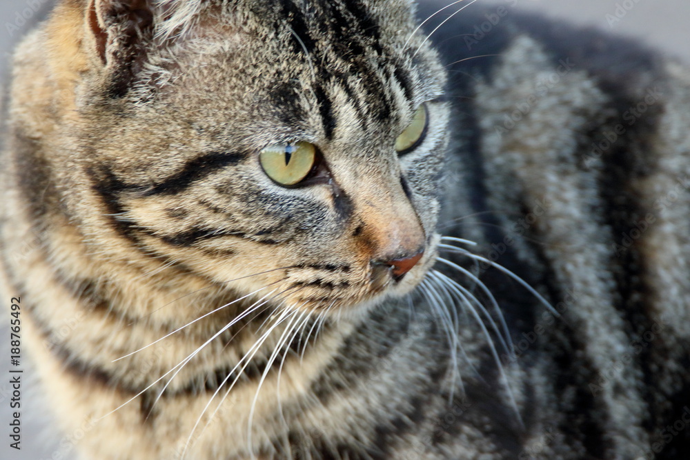 猫