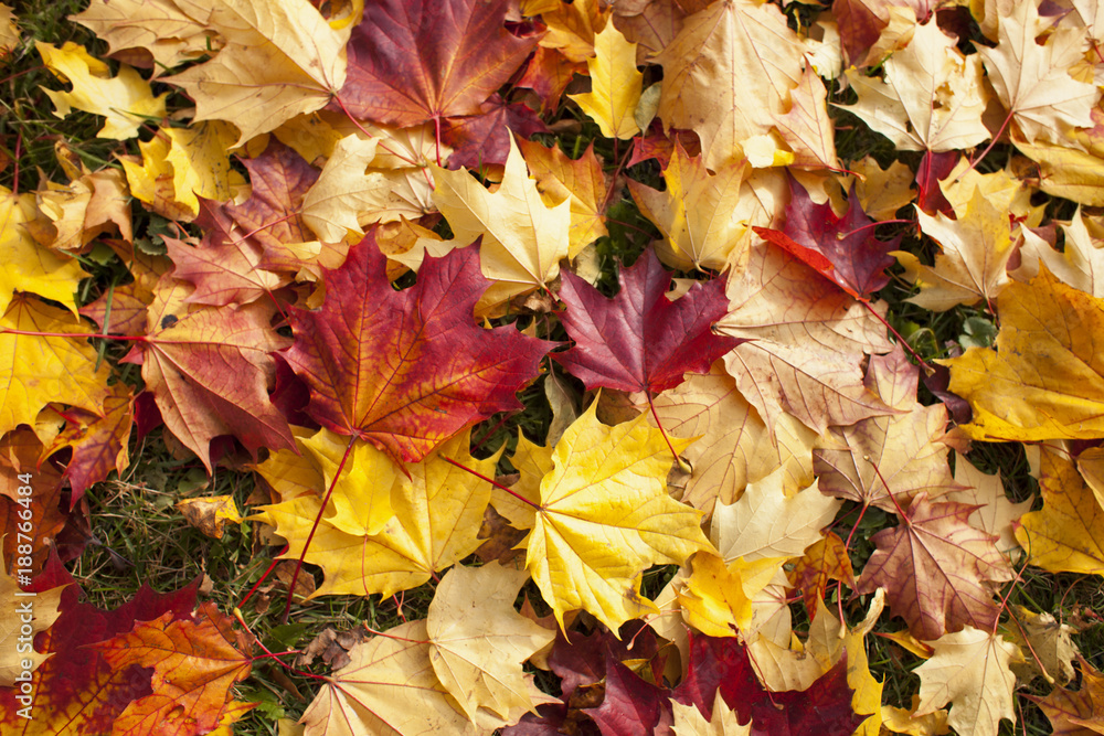 Background of fallen autumn leaves Background of fallen autumn leaves