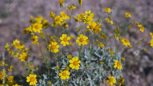 yellow brittlebush flowers at organ pipe cactus national monument near ajo in arizona, usa photo