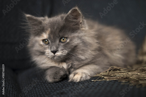 Cute kitten © BrookelynnBliss