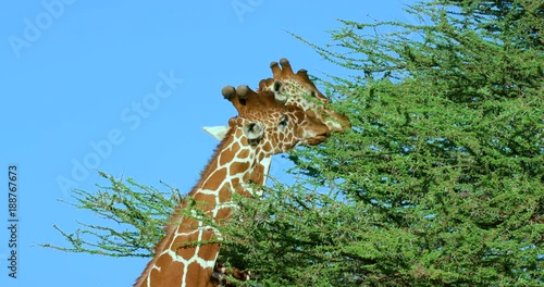 Reticulated Giraffe Grazing; Samburu 13 October 16; Samburu, Kenya, Africa