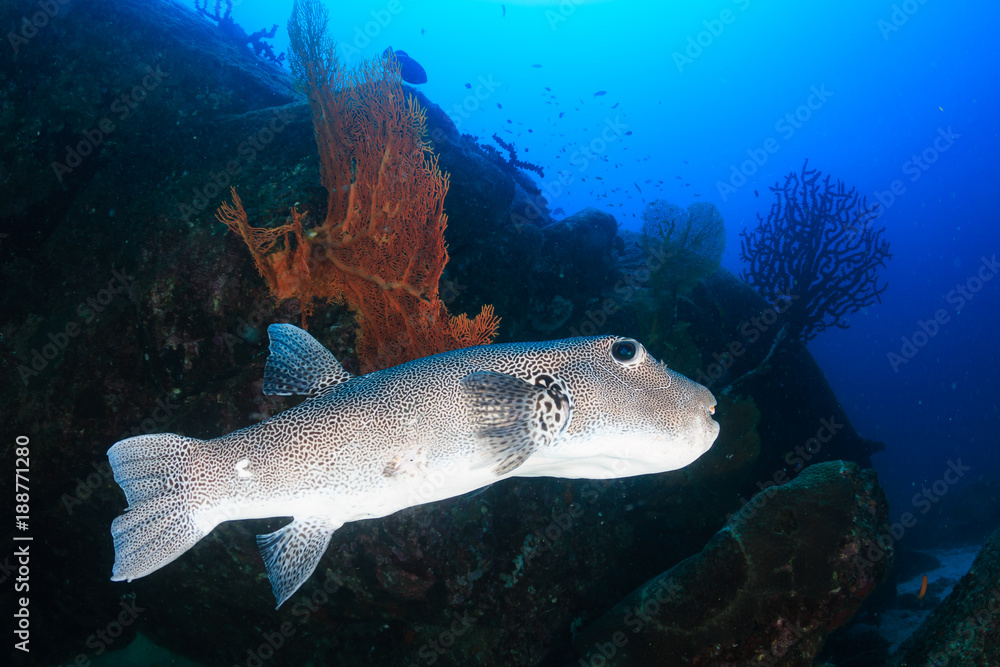 Obraz premium A giant pufferfish on a tropical coral reef
