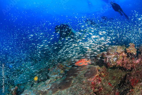 SCUBA divers and tropical fish on a coral reef