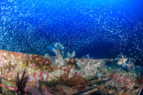 Lionfish and glassfish on a tropical shipwreck
