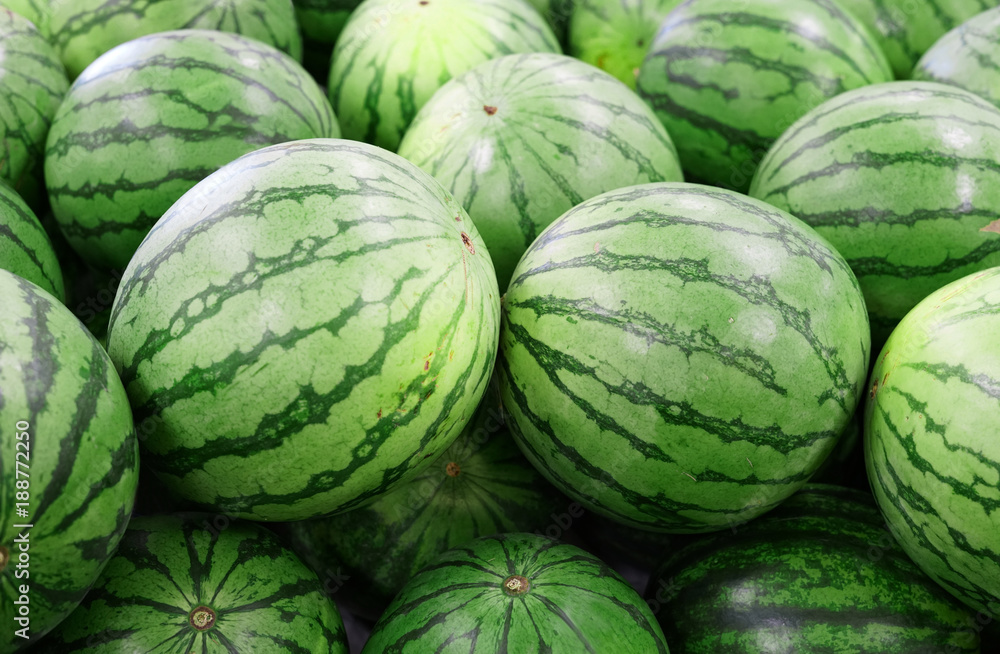 Close up on pile of watermelon in harvest season Close up on pile of watermelon in harvest season
