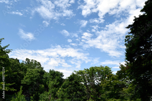 初夏の森と青空