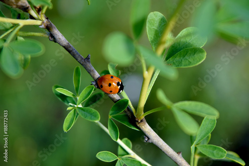 Ladybug on grass macro close up photo