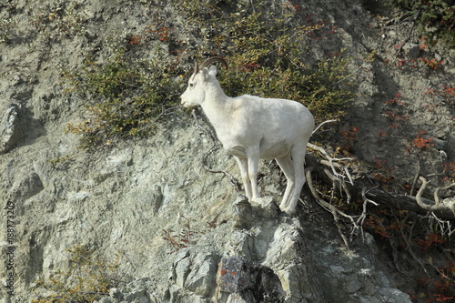 Dall Sheep (Orvis dalli)Sheep Mounten Alaska  photo