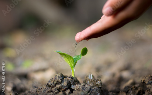 Asian hand watering a tree.Take care