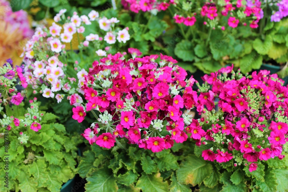 Early spring flowers waiting to be put in a garden