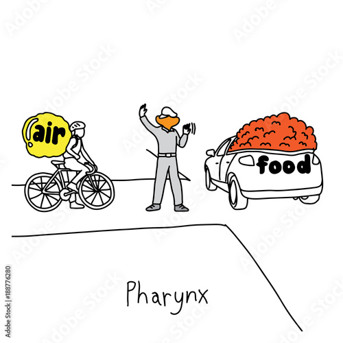 metaphor function of pharynx to manage traffic when swallowing food to the esophagus vector illustration sketch hand drawn with black lines, isolated on white background. Education Medical concept.